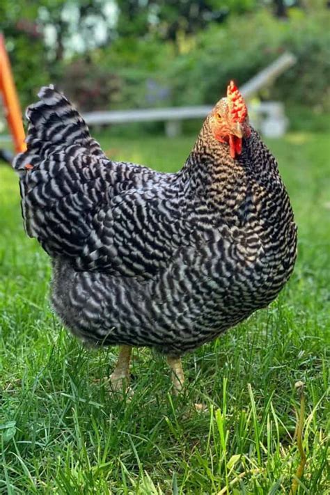 Best Dual Purpose Chicken Breeds Chicken Breeds For Eggs And Meat Poule