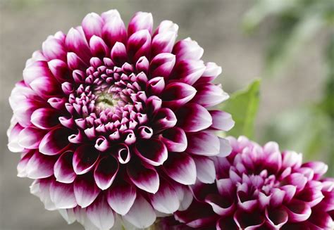 These are the best flowers for any gardener from beginner to expert level! Dahlia Varieties - Learn About Different Types Of Dahlia ...