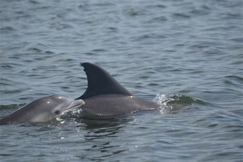 End Of Year Updates From Sarasota Dolphin Research Program News