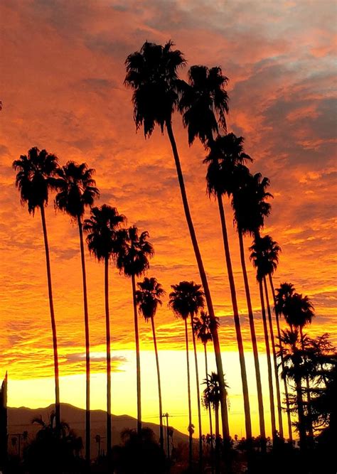 LA Photography Sunset Photo With Palm Trees Dramatic Clouds Palm Tree