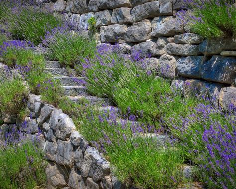 Landscaping With Lavender 16 Ways To Use This Classic Gardeningetc