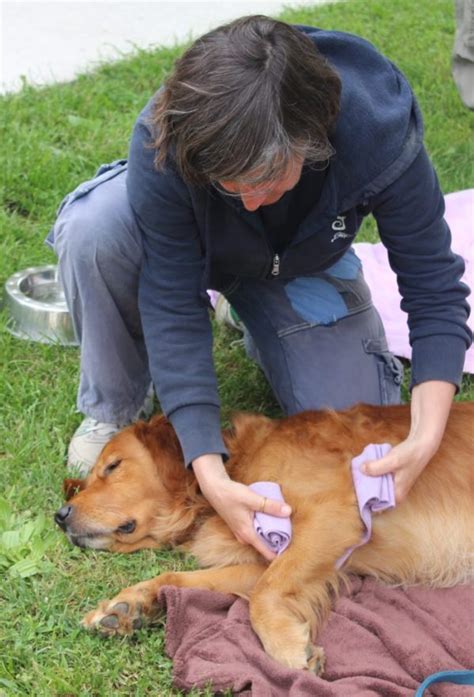 Tellington Ttouch® Advanced Training For Dogs With Robyn Hood July 12
