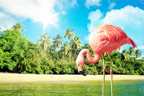 Pink Flamingo In The Water On A Tropical Scenery 844243 Stock Photo At