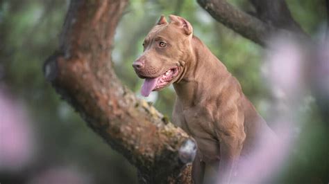 The Pitbull Ear Cropping Debate Yay Or Nay For Your Pup