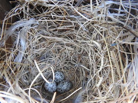 House Sparrows Mating Nesting And Feeding Habits Explained 2022