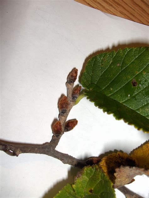 Slippery Elm Buds Trees Canadensis