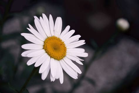 3840x2560 Beautiful Bloom Blossom Daisy Delicate Details Flora