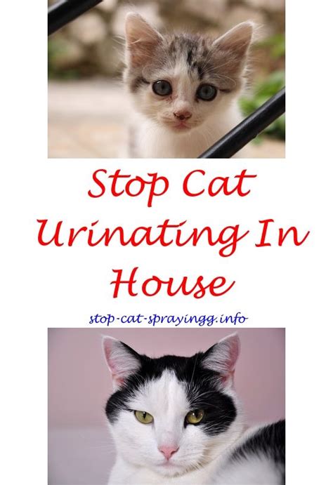 And if you are looking for some homemade repellent sprays. Can Cats Still Spray After Being Neutered | Cats, Cat ...