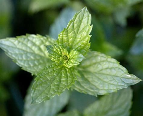 How To Grow Mint And Keep It From Taking Over