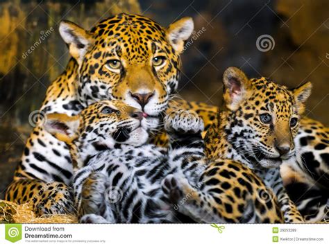 Jaguar Cubs Stock Image Image Of Asia Jungle Indoor 29253289