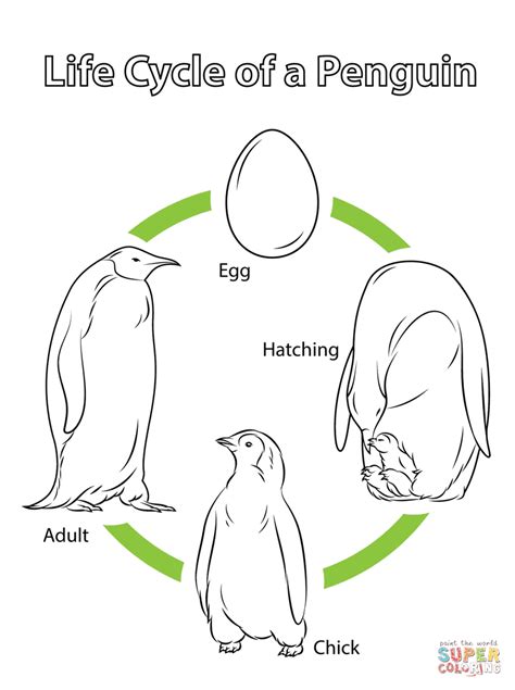 Life Cycle Of A Penguin Coloring Page Free Printable Coloring Pages