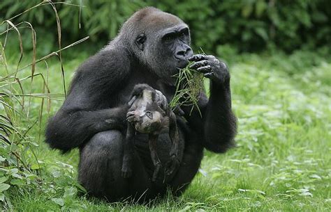 Mourning Gorilla Holds Onto Her Babys Dead Body