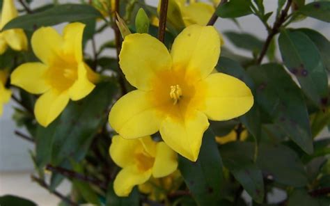 Carolina Yellow Jasmine Vine Gelsemium Sempervirens 25 Quart