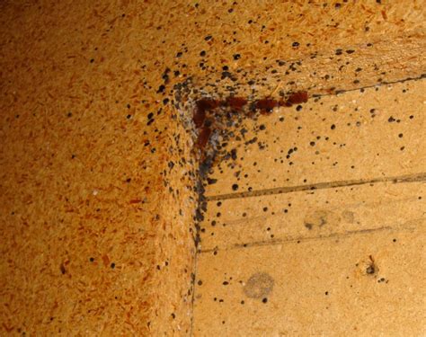 Signs Of A Pest Infestation And How To Respond Immediately Cryonite Com