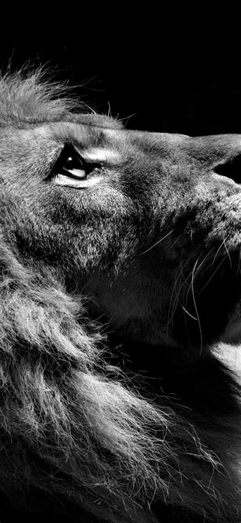 1125x2436 Lion Black And White Iphone Xsiphone 10iphone