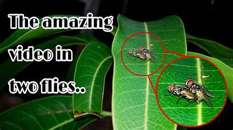How To Sex Flies Amazing Video Sexual Reproduction Nature In The World Travel Sri