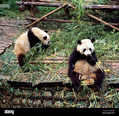 Osos Panda Sentados Comiendo Fotografías E Imágenes De Alta Resolución