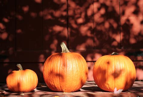 Tis The Season Fall Season Pumpkin Patch Pumpkin Carving Pumpkin