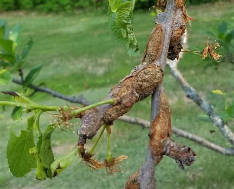 Black Knot Of Plum And Cherry New England Tree Fruit Management Guide
