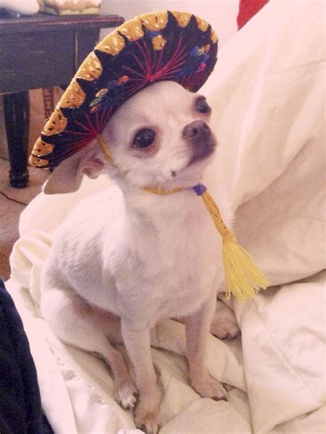 Cutest Chihuahua In A Sombrero Youll Ever See Addie Mae Perros