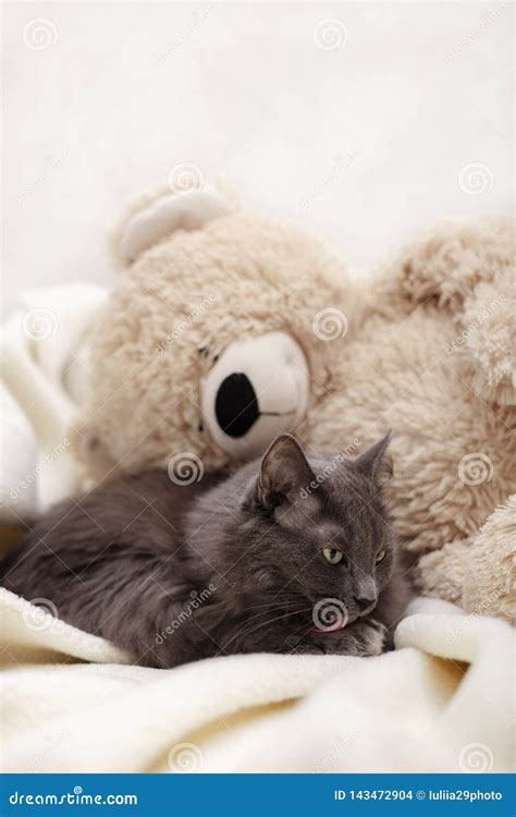 Beautiful Gray Fluffy Cat Sleeping On The Couch Stock Photo Image Of