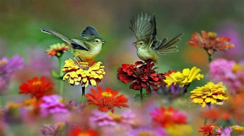 Bird With Flowers Wallpapers Wallpaper Cave