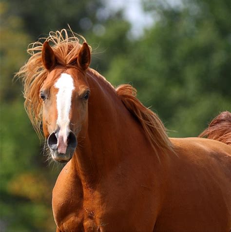 Gorgeous Chestnut Arabian Stallion Alert And Interested Beautiful