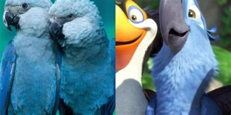 Blue Parrot Known From The Movie ‘rio Is Now Officially Extinct Just