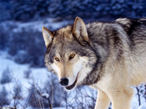 Images Of Wolves For Wallpapers Wallpapersafari