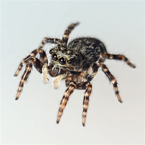 Camel spiders who have been neutered. Eating Spiders At Night ~ Wolf Spider
