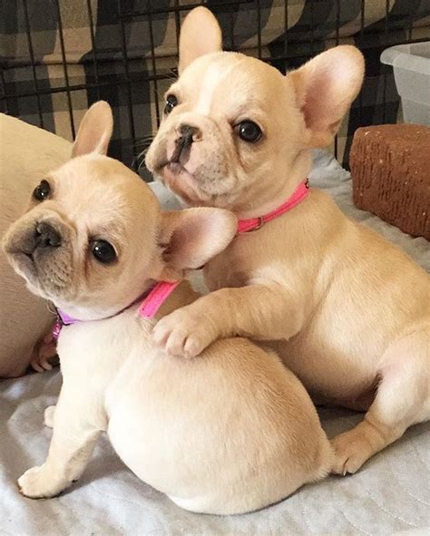 Pin By Alexis Metzger On Frenchies R 4 Lovers French Bulldog Puppies