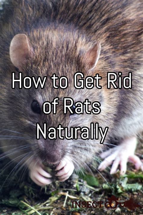 How To Get Rid Of Rats Naturally Insect Cop Getting Rid Of Rats