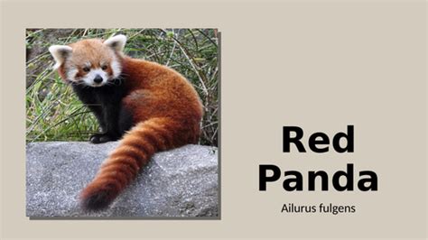Red Panda Information Text Teaching Resources