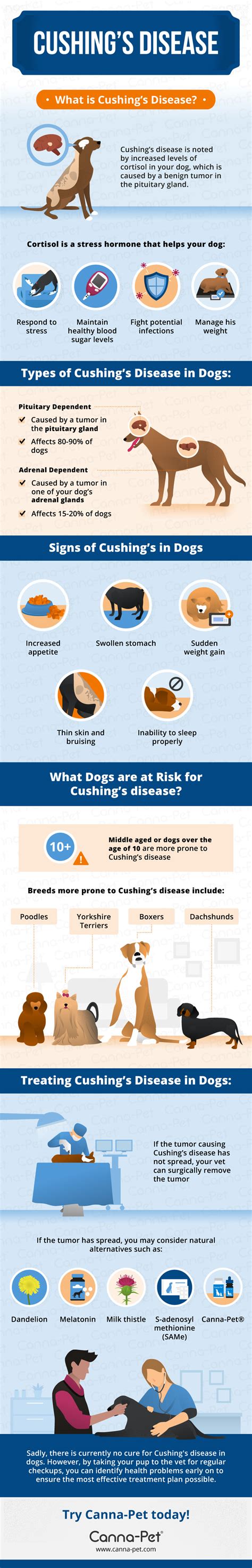 Stages Of Cushings Disease In Dogs