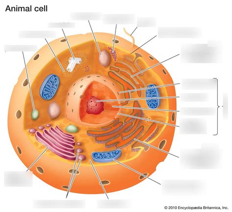 Animal Cell Diagram Diagram Quizlet