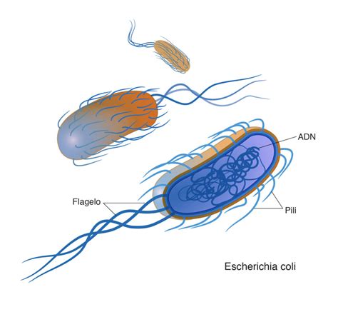 Esquema De Una Bacteria ¡fotos And Guía 2024