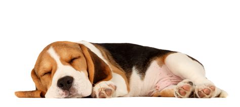 Beagle Puppy Sleep Cat Pet Beagle Png Download 1000449 Free