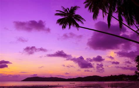 Wallpaper Sea Beach Sunset Tropics Palm Trees Shore Beach Sea