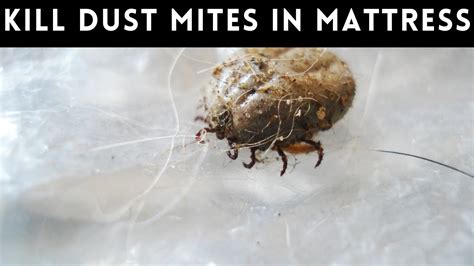 How To Get Rid Of Dust Mites In Mattress Youtube