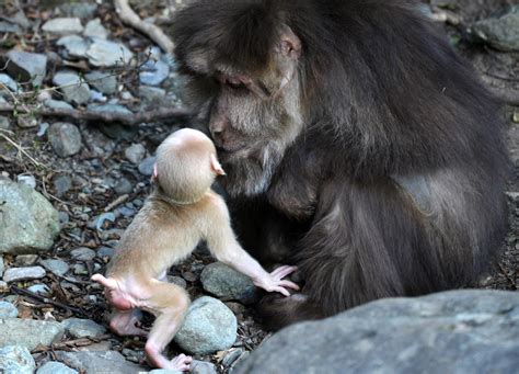 Cute Baby Monkey Clinging To Mom Spotted On Mount Huangshan Cgtn