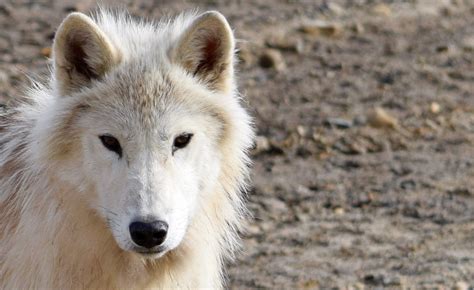 Arctic Wolf Adaptations Qustcomputers