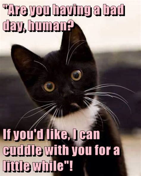 Ill Make You Feel All Better Lolcats Lol Cat Memes