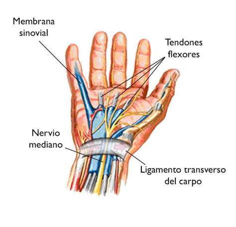 Hand » diagram of the hand and tendons diagram of the hand tendons anatomy organ categories: Síndrome del túnel carpiano (Carpal Tunnel Syndrome ...