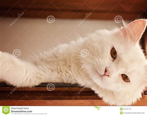 Their long, luxurious coats, and those amazing eyes set in unusually flat faces gives these felines an almost unreal appearance. White Persian Cat Stock Images - Image: 31437774