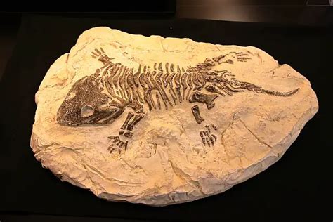 Fossil Facts Education Site