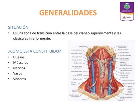 Anatomia De Cuello