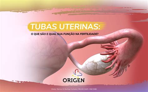 Função Das Tubas Uterinas MODISEDU