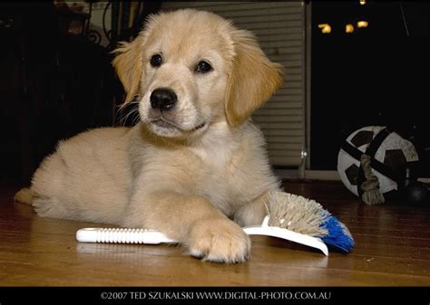 Before buying a puppy it is important to understand the associated costs of owning a dog. Tell Your English Cream Golden Retriever Puppy What You ...