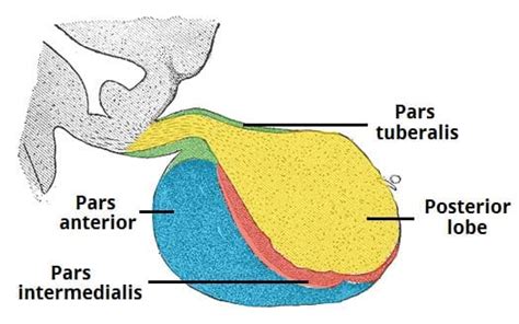 The Pituitary Gland Structure Vasculature Teachmeanatomy