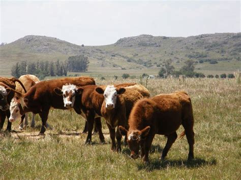 Sustainable livestock farming - Agronomy for Sustainable Development blog